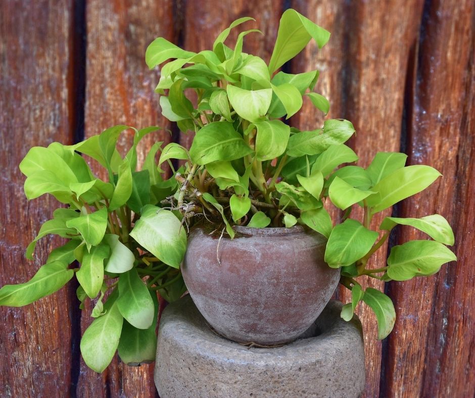 How Fast Does Pothos Grow