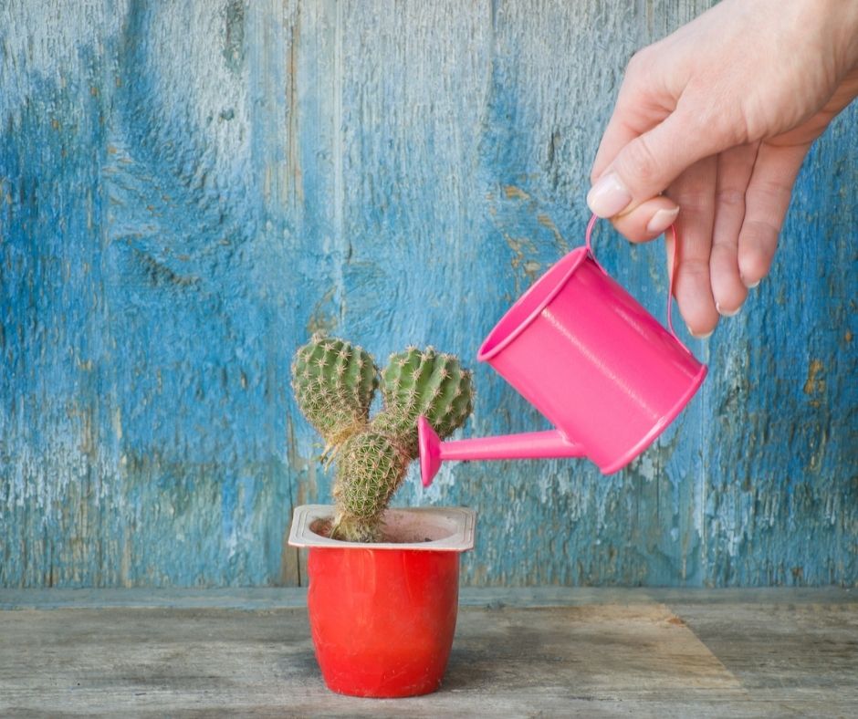 Cuánto tiempo puede aguantar una suculenta sin agua Cultivador hoy