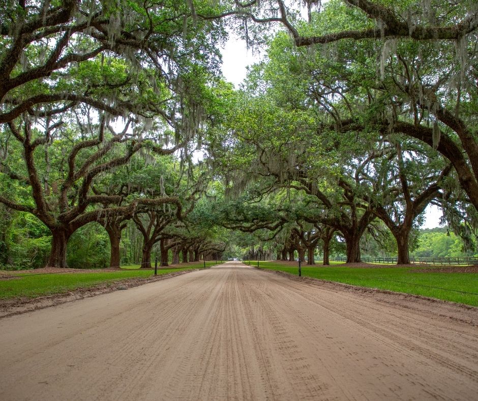 How Long Do Oaks Live