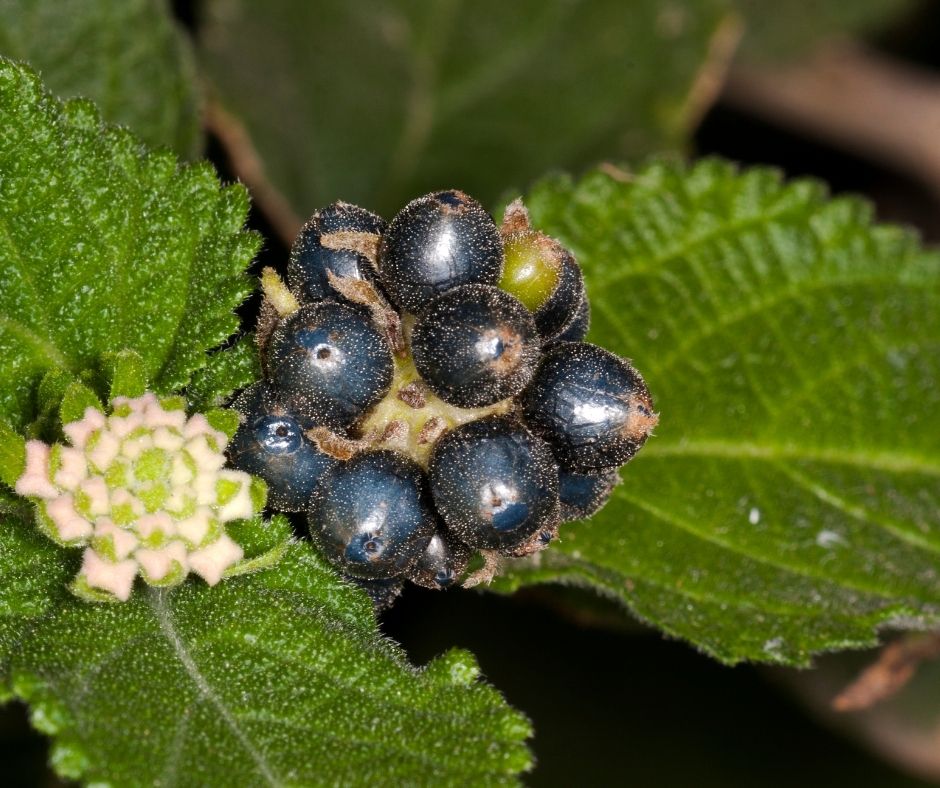 How Long Does It Take Lantana Seeds To Germinate