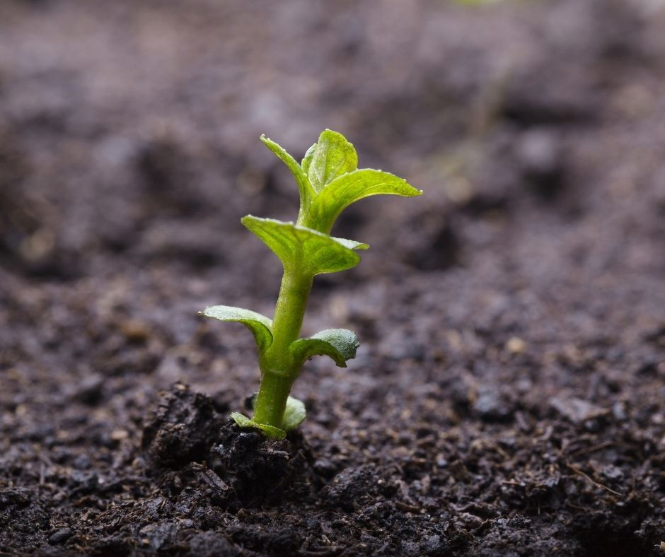 How Long Does It Take Mint To Sprout 1