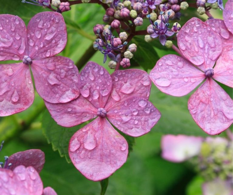 How To Keep Cut Hydrangeas From Wilting In Water