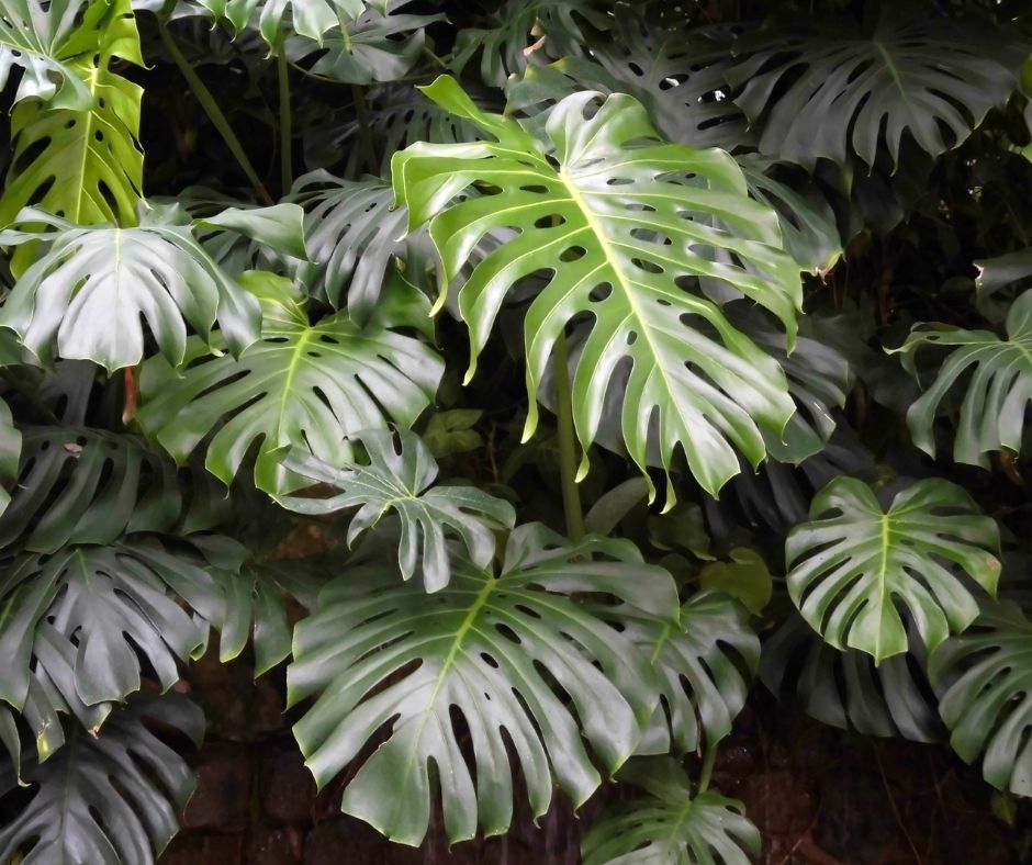 How Often Do Monstera Grow New Leaves Grower Today