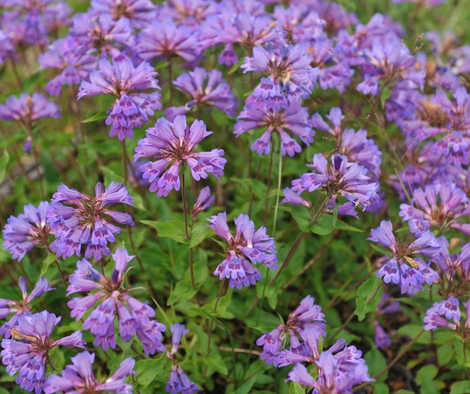 How To Deadhead Penstemons