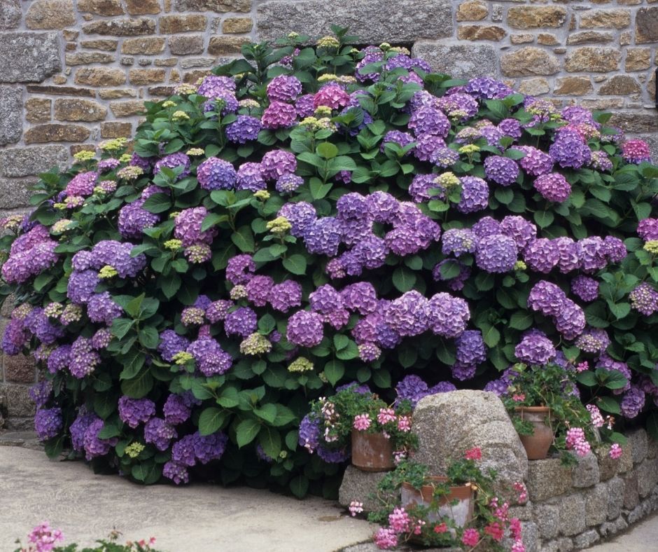 How To Divide Hydrangeas