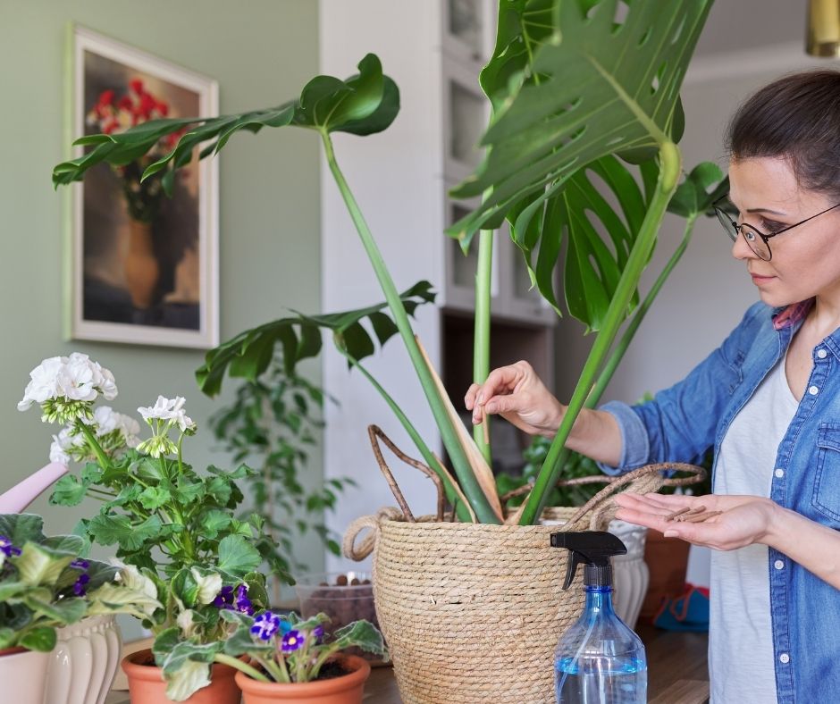 How To Fertilize Monstera