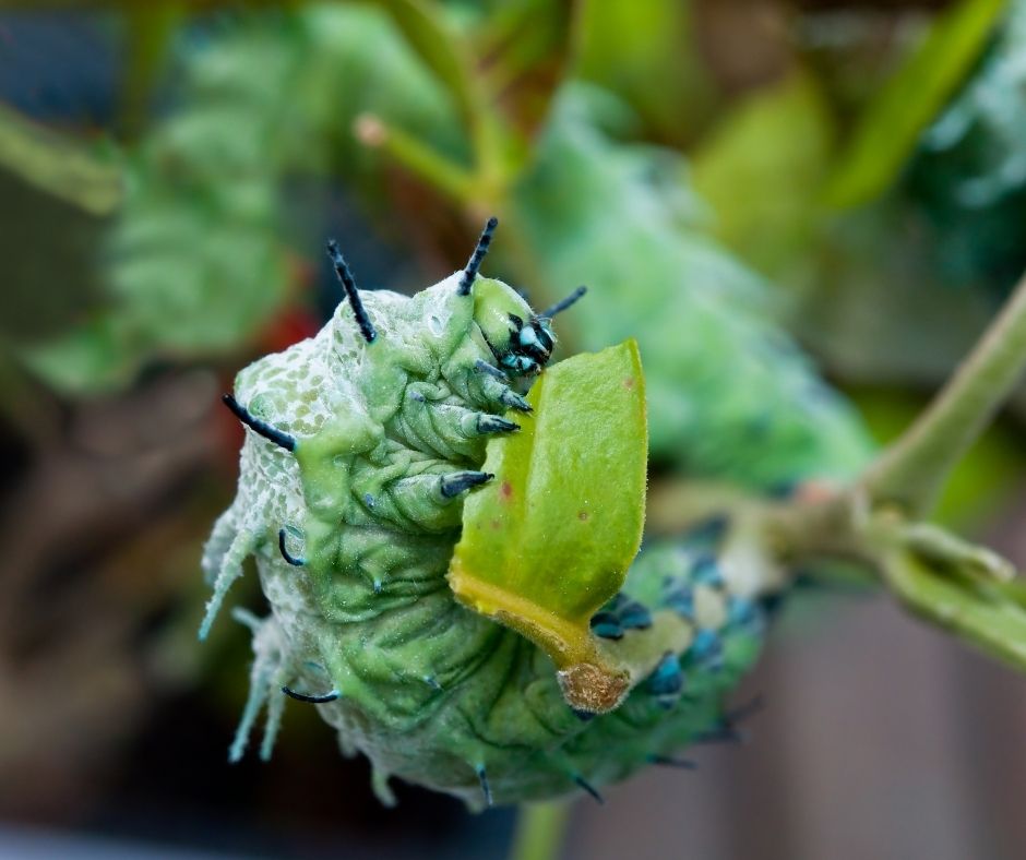 How To Get Rid Of Caterpillars Eating Geranium Leaves