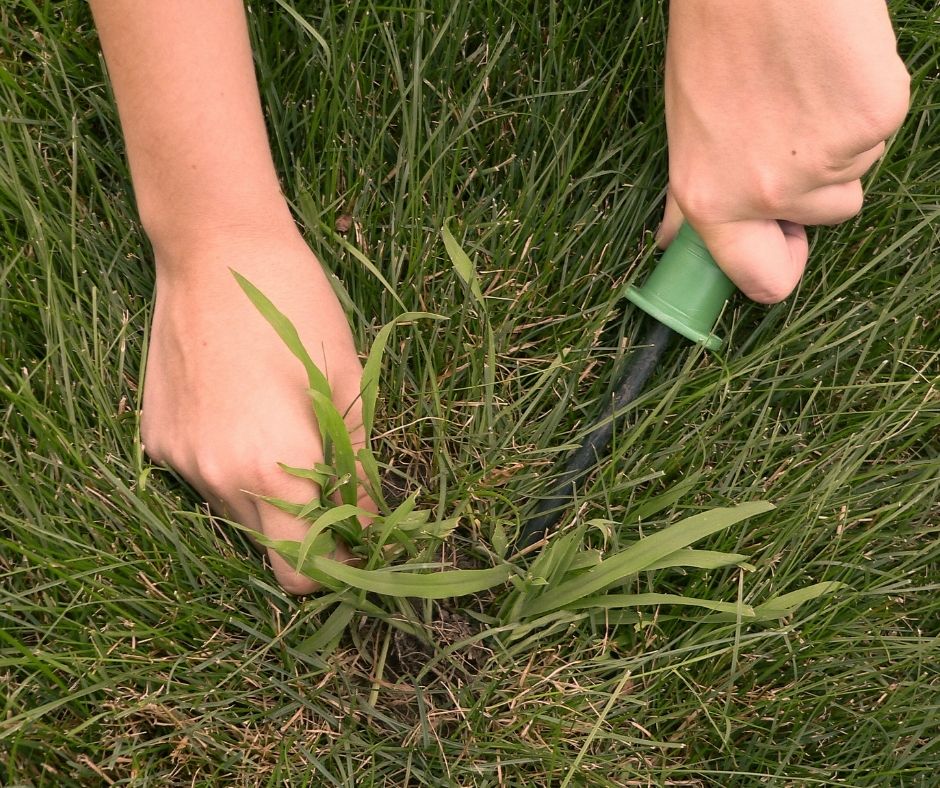 How To Get Rid Of Crabgrass Without Chemicals