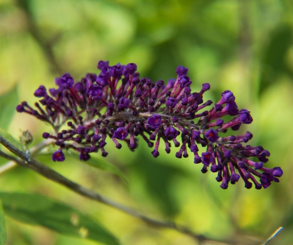 How To Grow Butterfly Bush From Seed