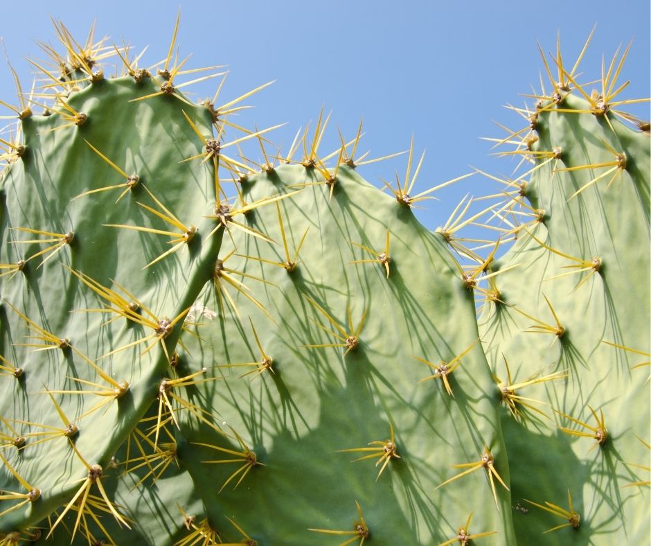 How To Grow Cactus Faster