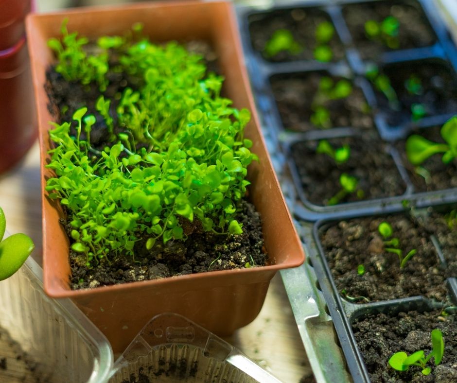 How To Grow Lobelia From Seed