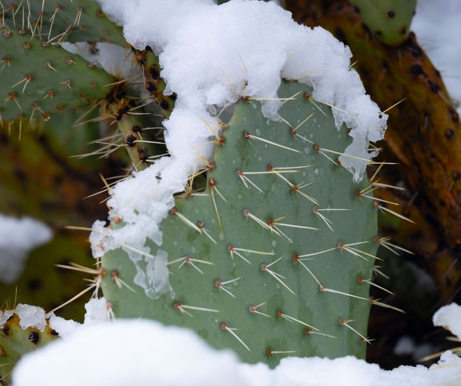 How To Keep Cactus Alive In Winter