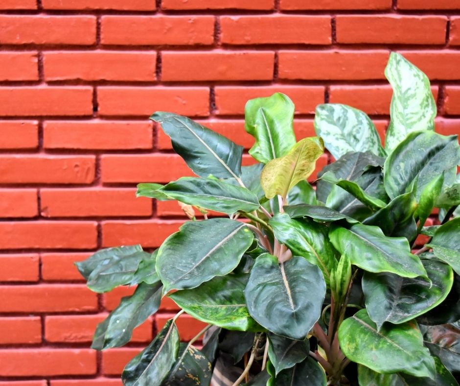 How To Make Your Pothos Grow Faster