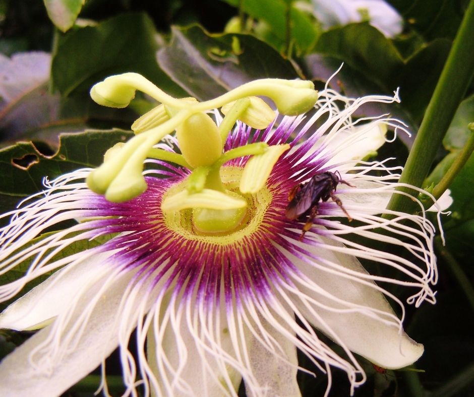 How To Pollinate Passion Fruit Flowers