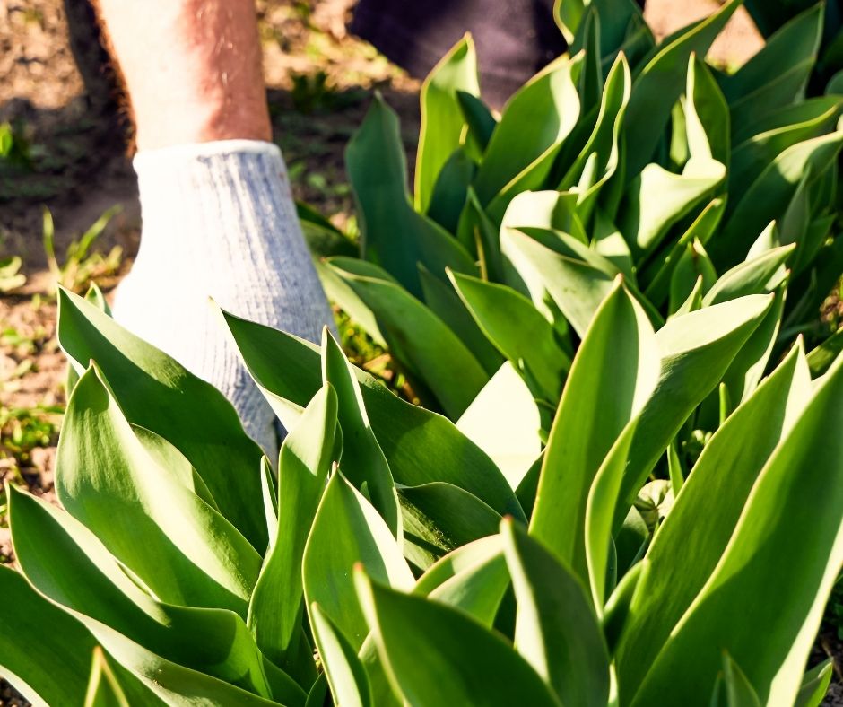 How To Prune Butterfly Weed