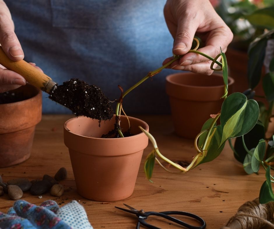 How To Repot Pothos Cuttings