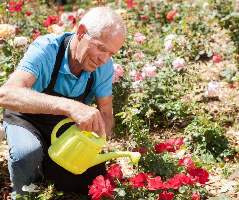 how-to-take-care-of-rose-bushes-in-summer-grower-today