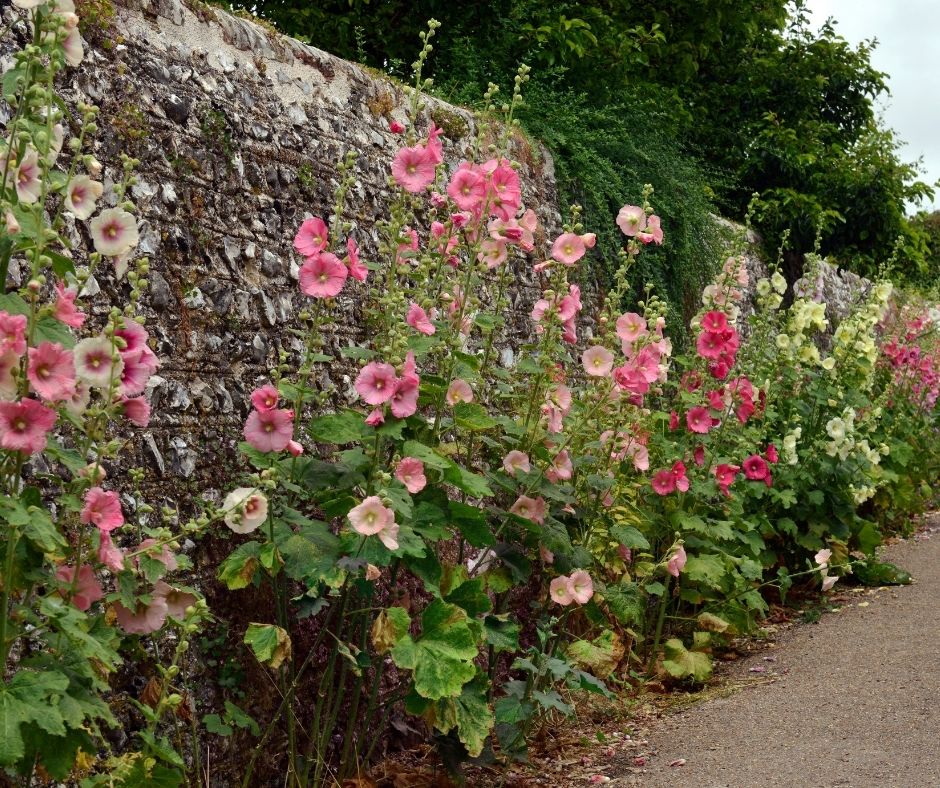 How To Transplant Hollyhocks