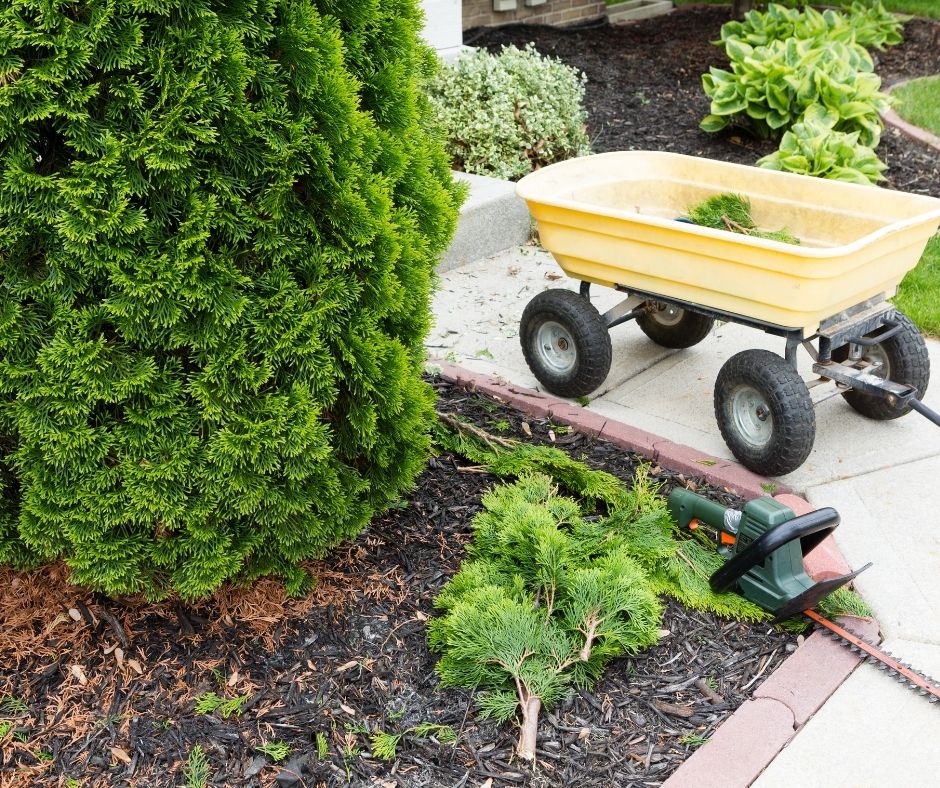 How To Trim An Arborvitae Tree