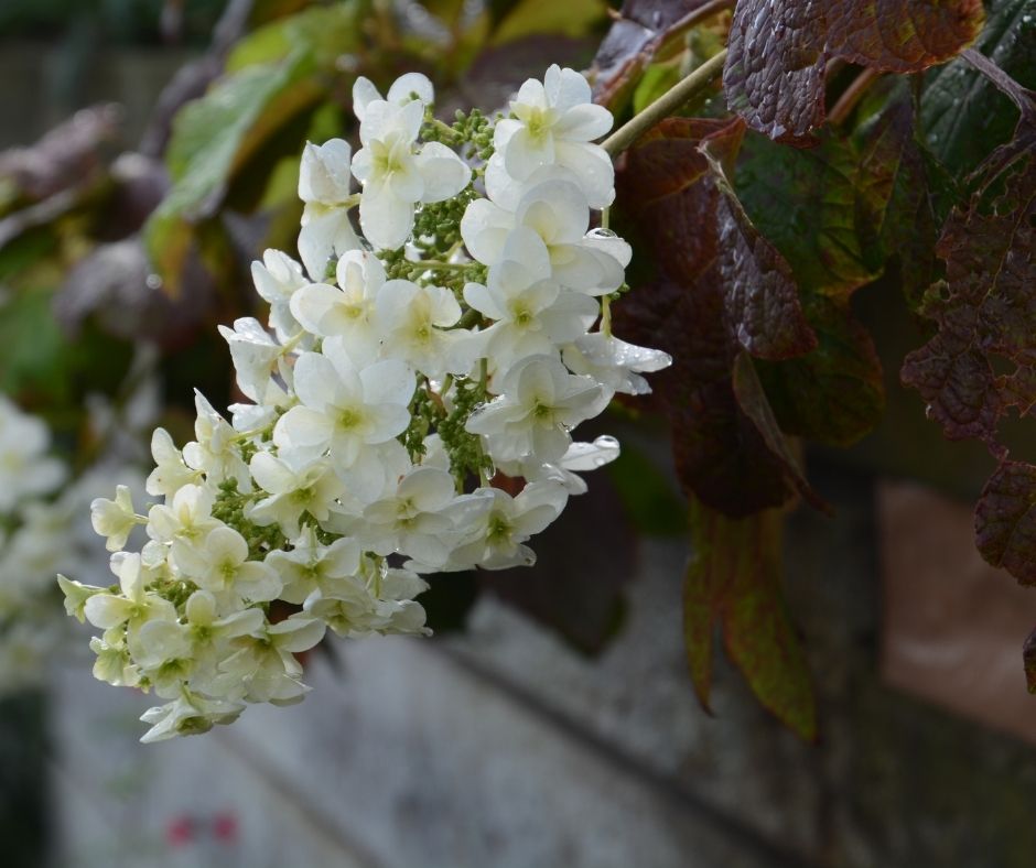 How To Trim Oak Leaf Hydrangea