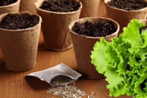 Planting Lettuce Seeds