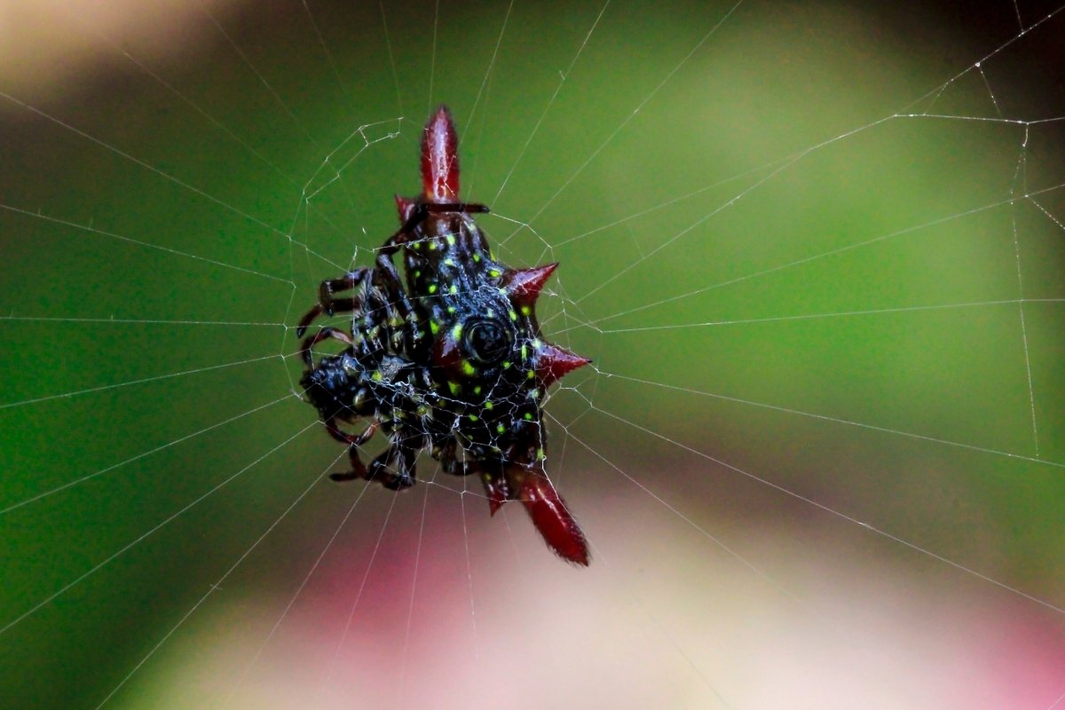 Quick Facts About Spiny Backed Orb Weaver