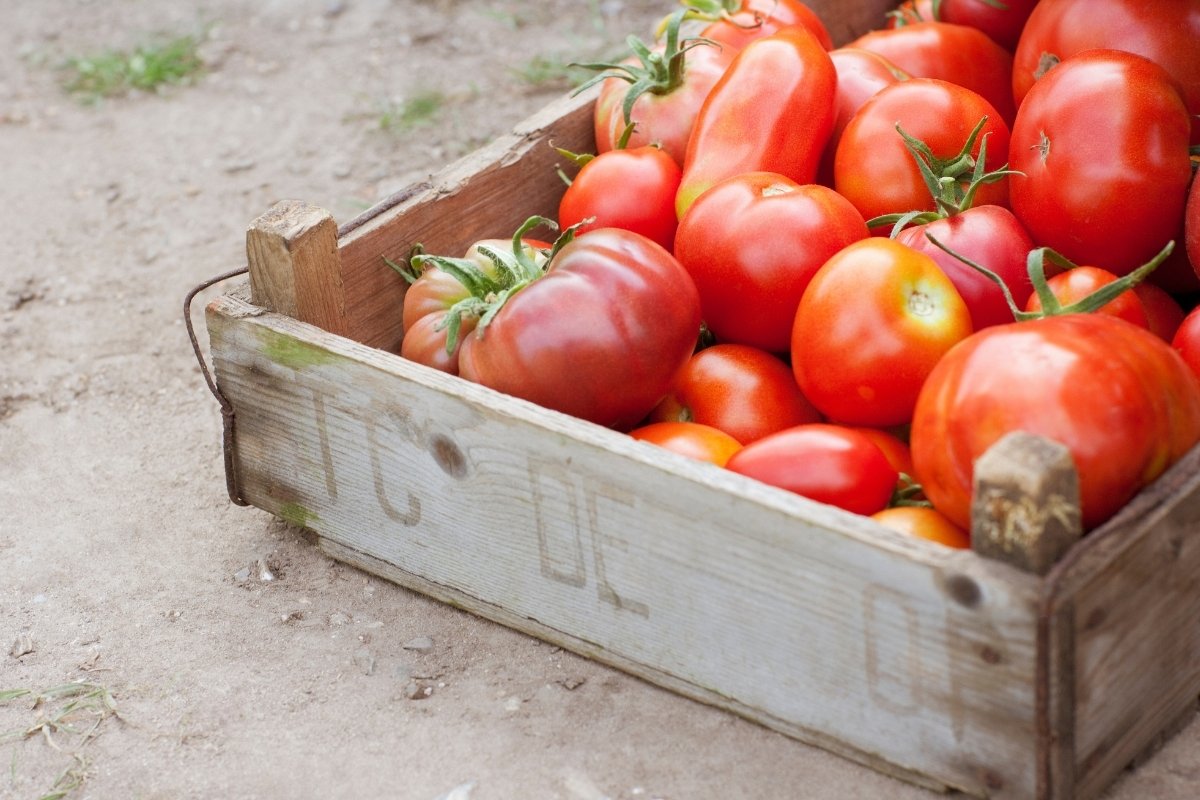 tomatos or tomatoes