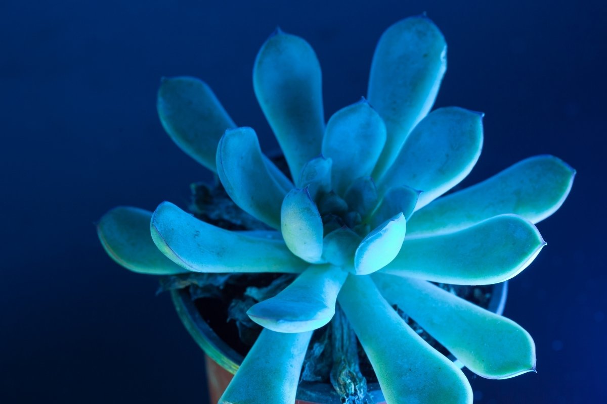 UV Light For Plants - Can They Be Beneficial