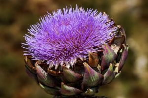 What Does An Artichoke Plant Look Like