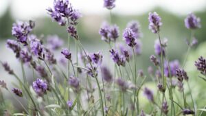 how long does lavender take to grow