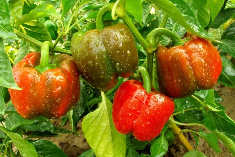 do-green-bell-peppers-turn-red-explained