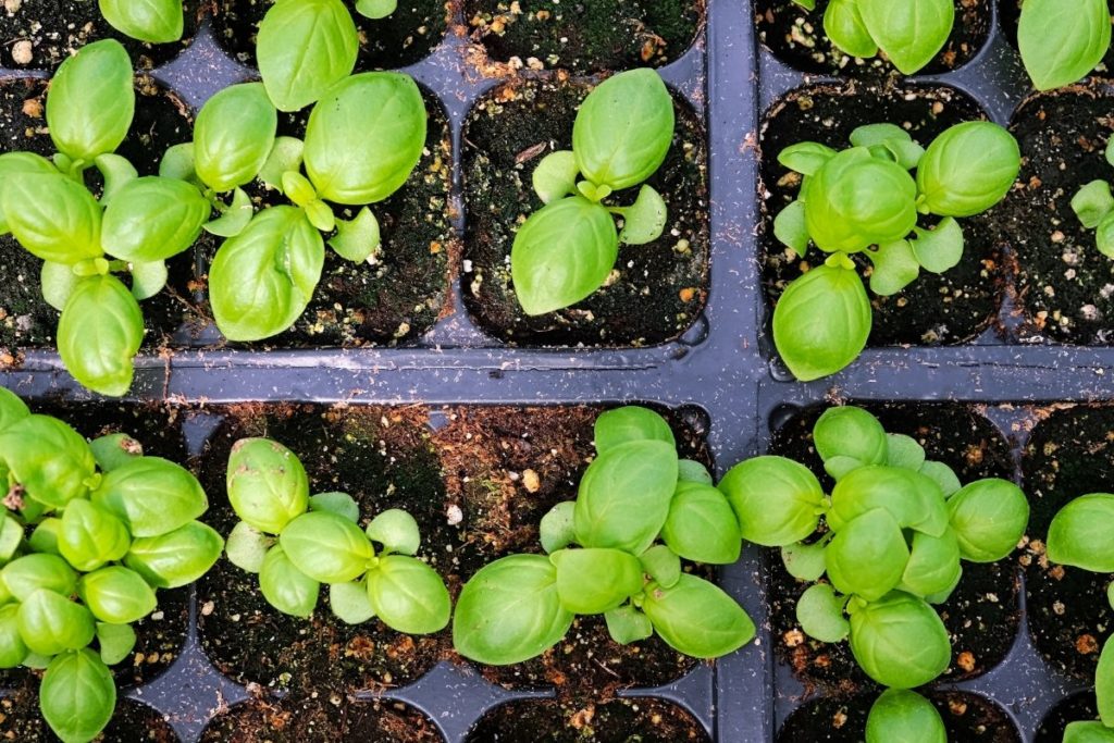 get-to-know-how-many-basil-seeds-per-pot-grower-today