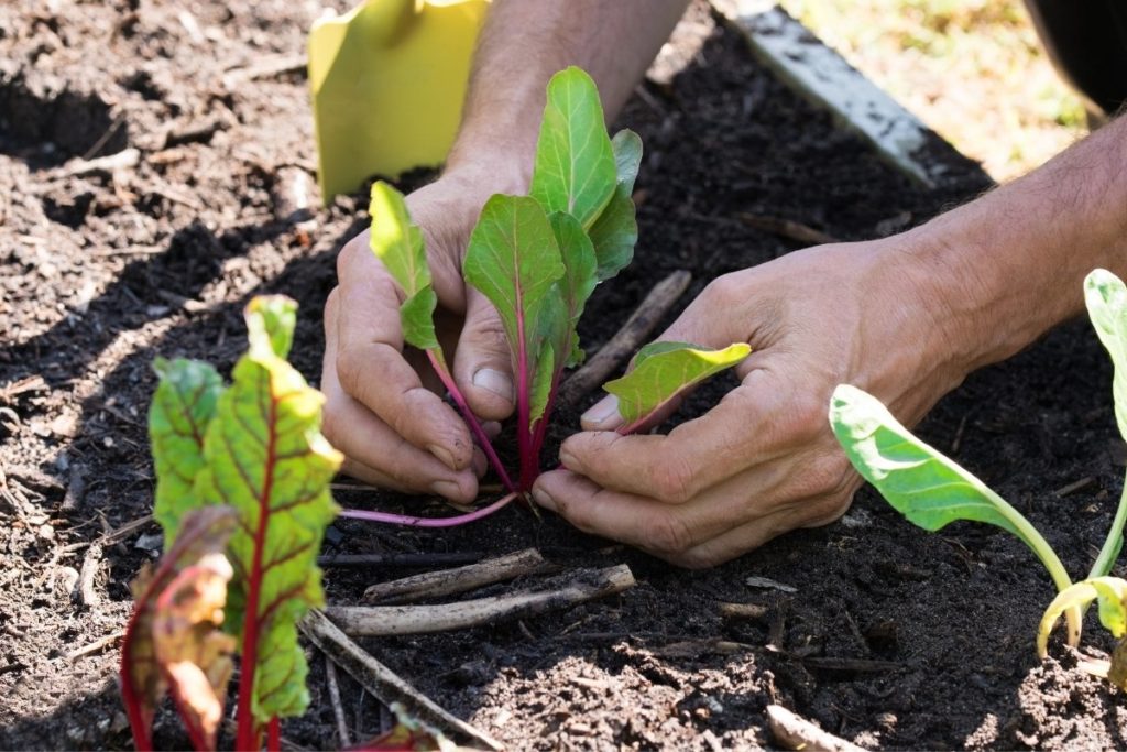 how-deep-to-plant-lettuce-the-ideal-planting-depth-grower-today