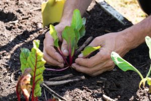 How Deep To Plant Lettuce- The Ideal Planting Depth