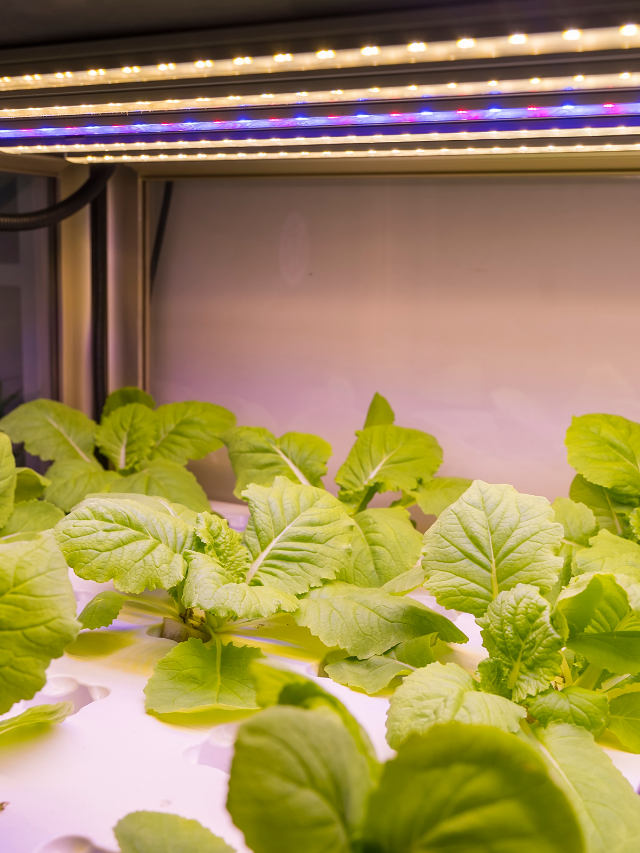 How Far Do You Keep An LED Light From A Canopy?