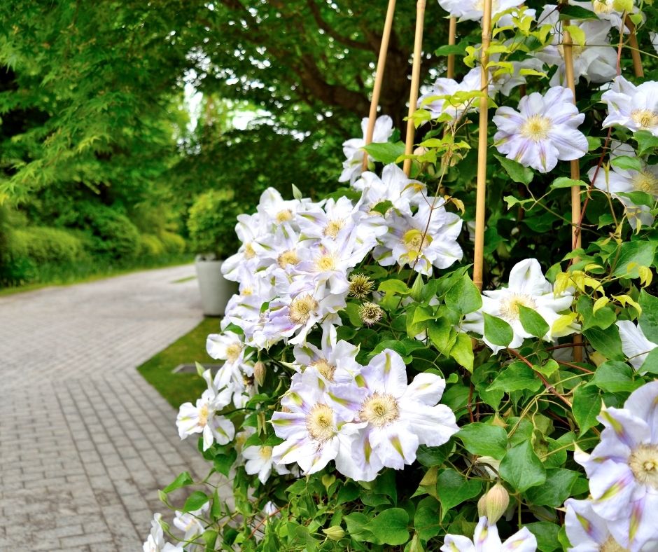 How Long Does Clematis Bloom