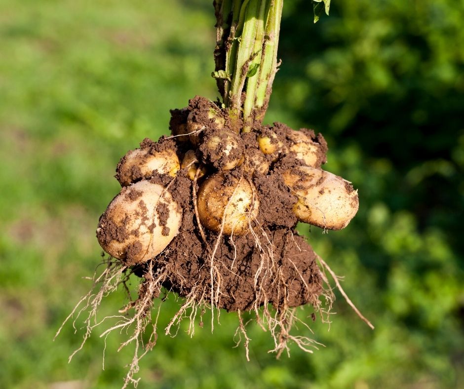 How Many Potatoes From One Plant