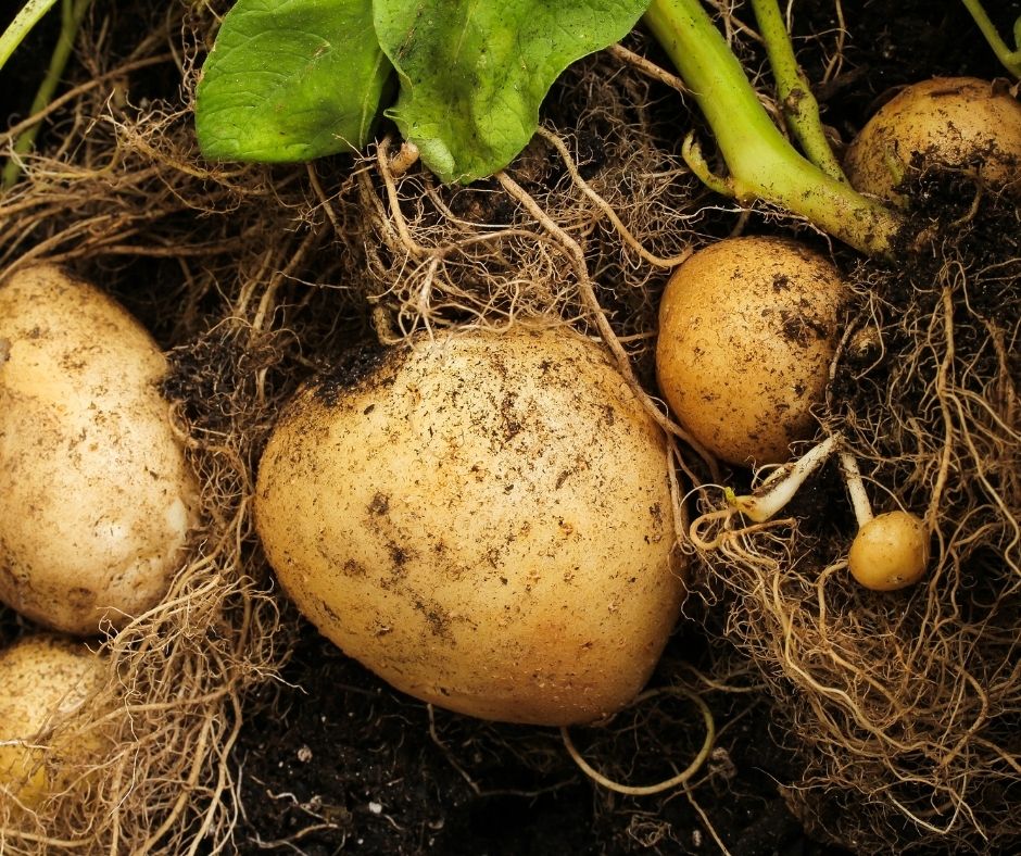 How Many Potatoes Grow From One Potato