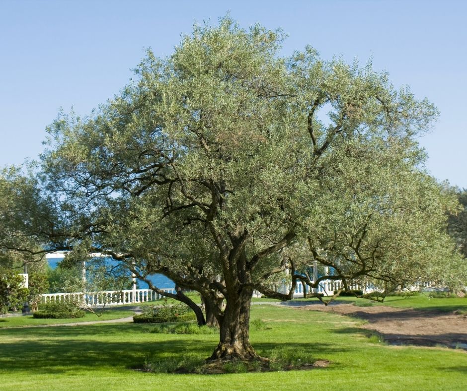 How Often Do You Water Olive Trees