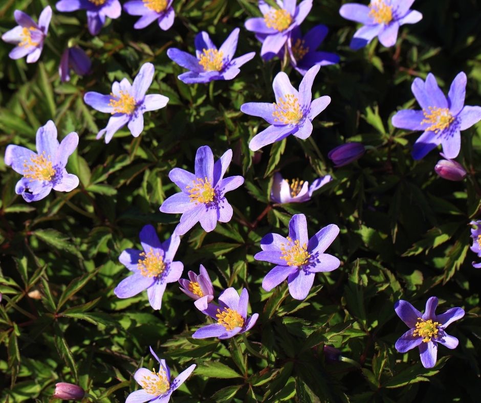 How Often Does Clematis Bloom