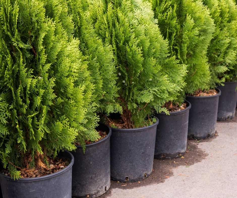 How Often To Water Green Giant Arborvitae