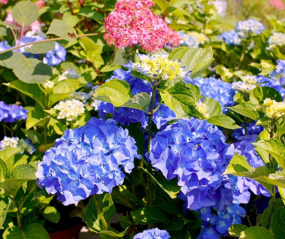 How To Care For Hydrangeas Indoors