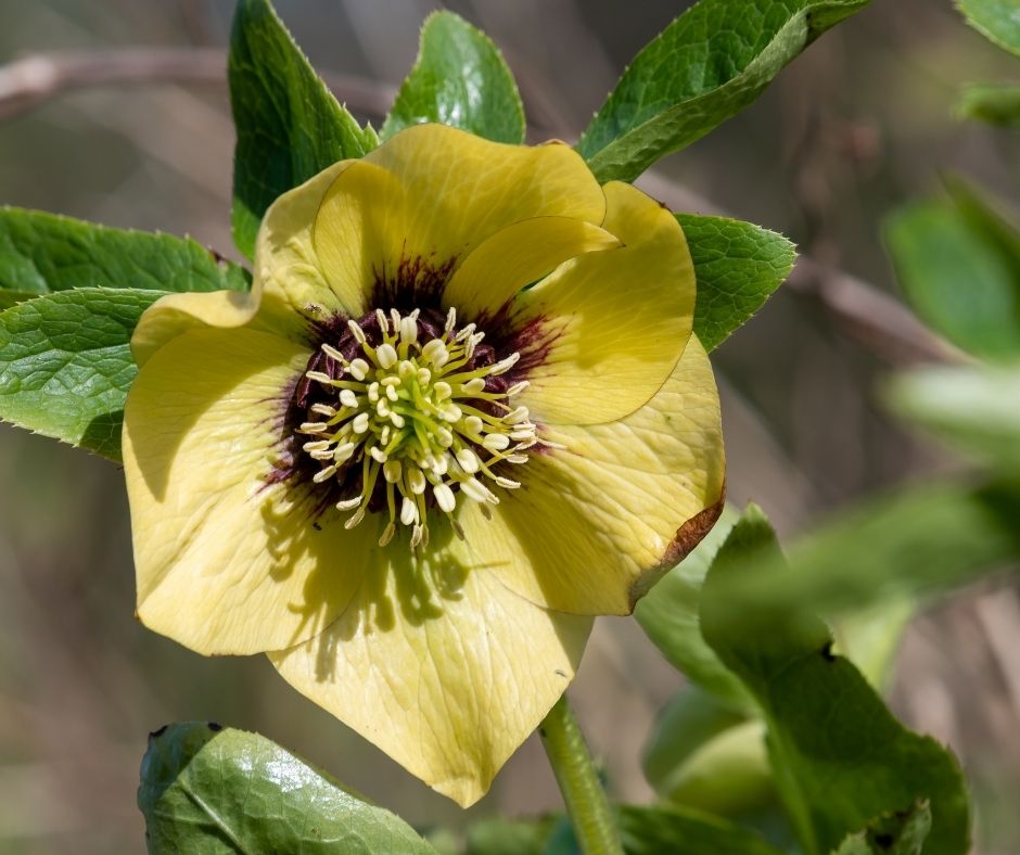 How To Collect Hellebore Seeds