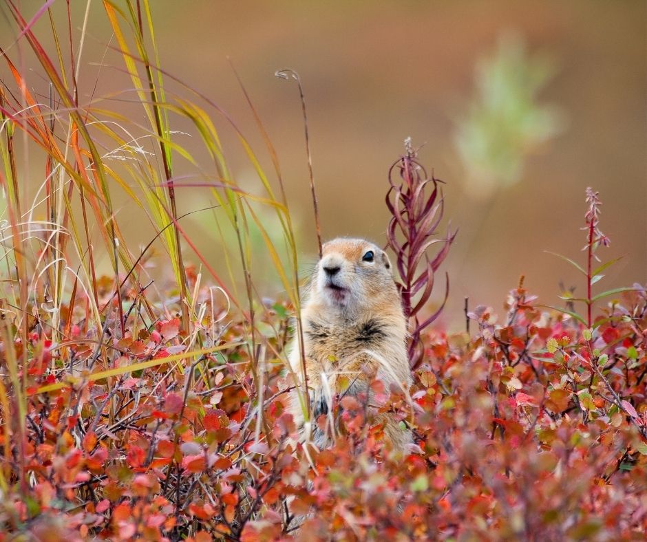 How To Control Ground Squirrels