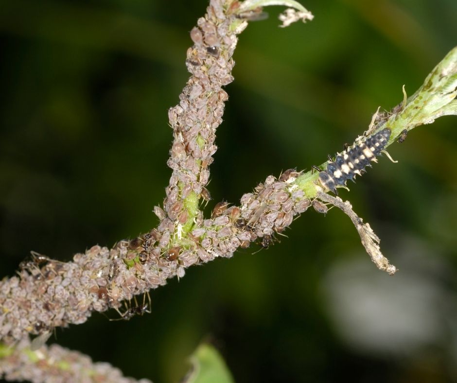 How To Get Rid Of Aphids On Kale