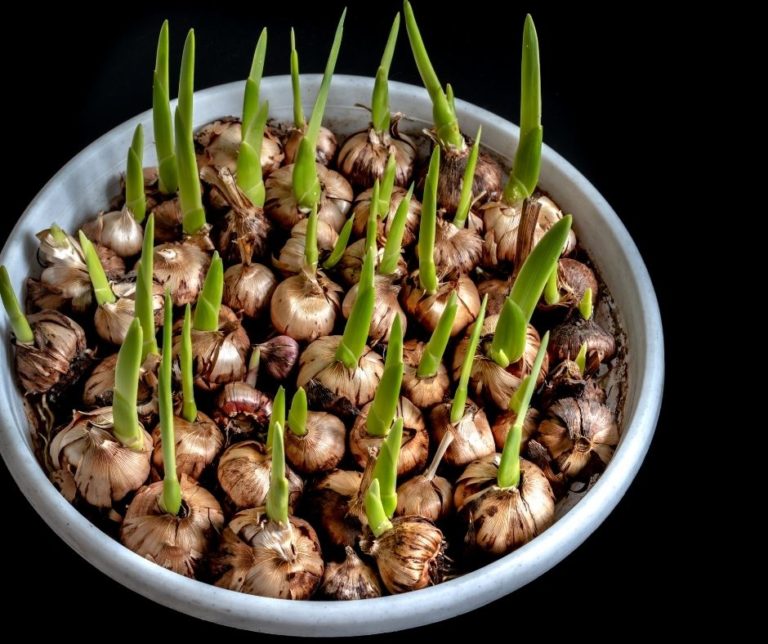 How To Grow Bulbs In Water? Grower Today