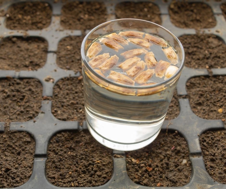 How To Grow Seeds In Water Without Soil