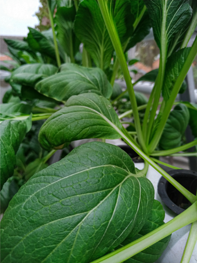 How To Grow Spinach Indoors Hydroponically