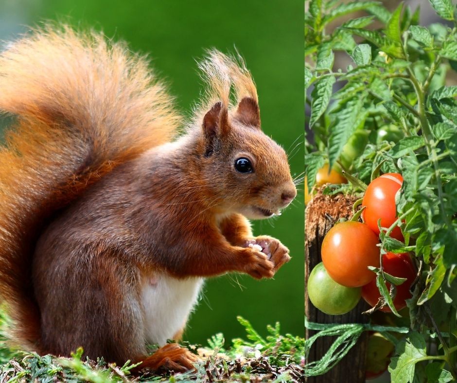 How To Keep Squirrels Out Of My Tomato Plant