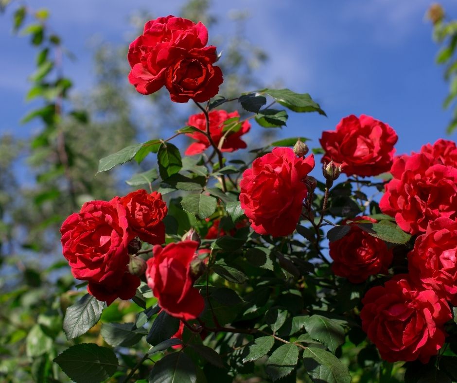 How To Kill Rose Bush Roots